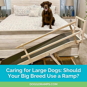 Caring for Large Dogs: Should Your Big Breed Use a Dog Ramp?