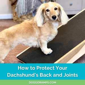 Dachshund Care: Protecting Your Dachshund's Back and Joints with Indoor Dog Ramps