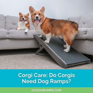 Corgi Care: Do Corgis Need Dog Ramps? A smiling Corgi rests on the couch with his dog ramp in front of him.
