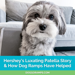 Caring for a Dog with Luxating Patella: Hershey the Maltipoo's Story