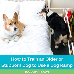 How to Train an Older or Stubborn Dog to Use a Dog Ramp - DoggoRamps