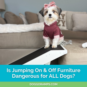 Is Jumping On and Off Couches and Beds Bad for All Dogs?