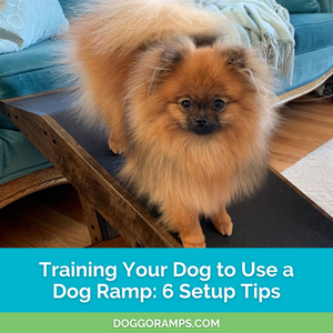 Training Your Dog to Use a Dog Ramp - 6 Setup Tips