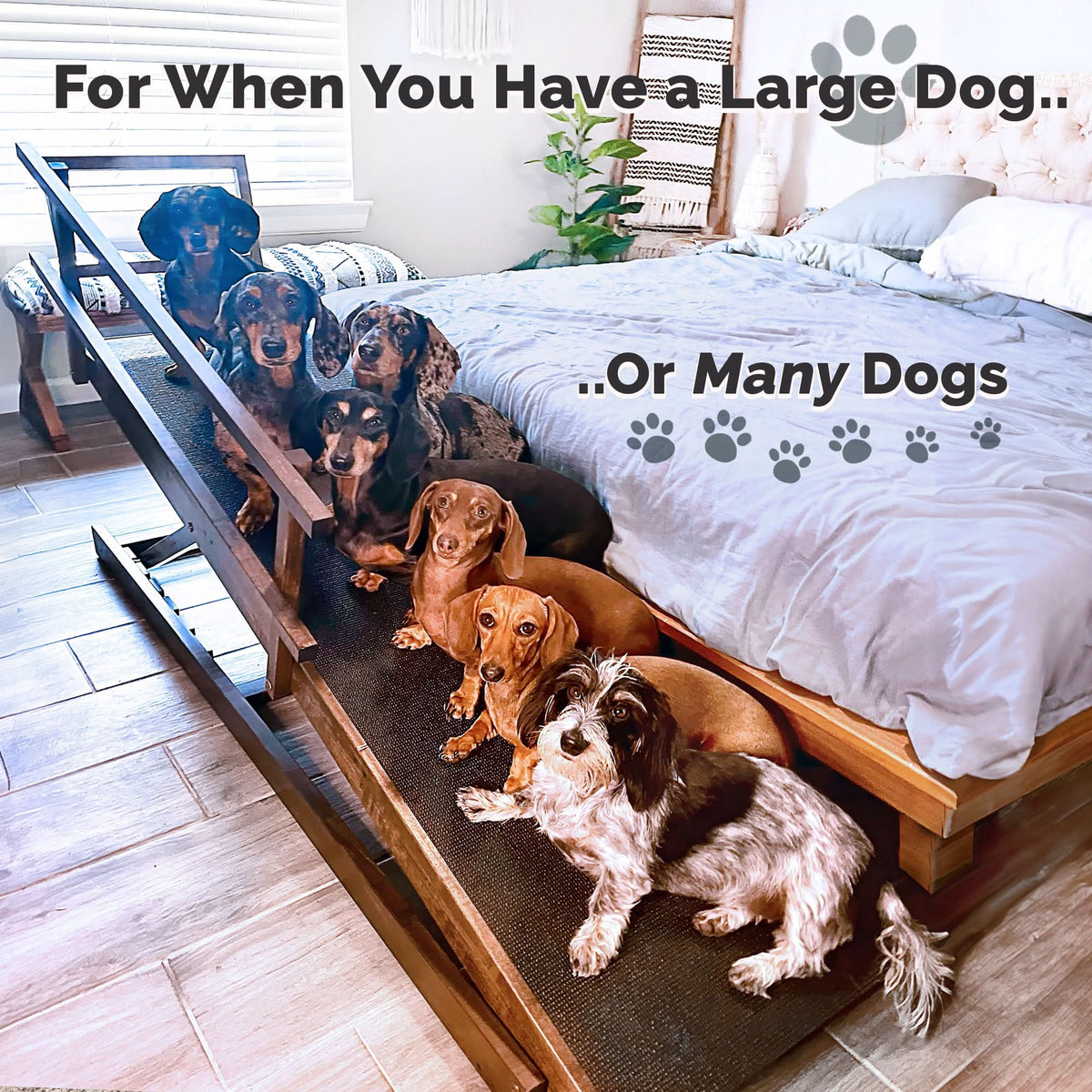 Dog ramp for many dogs