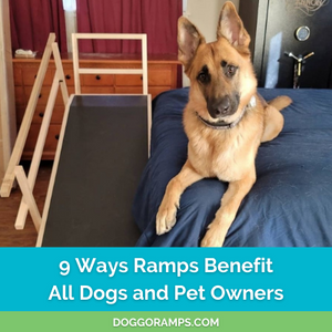 9 Reasons Why Dog Ramps are Worth It