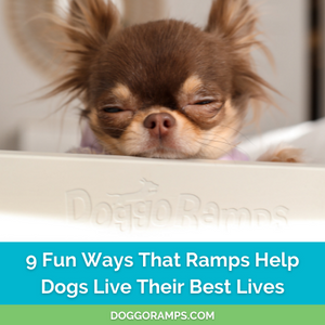 DoggoBlog Featured Image - 9 Unexpected Ways Ramps Help Dogs Live their Best Lives