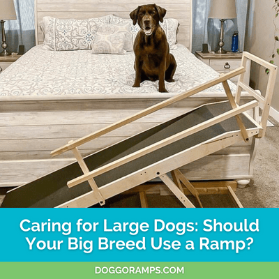Caring for Large Dogs: Should Your Big Breed Use a Dog Ramp?