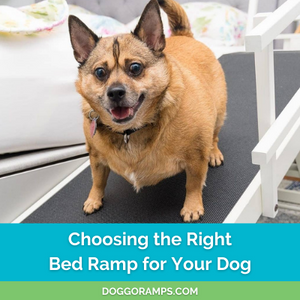 Choosing the best bed ramp for your dog