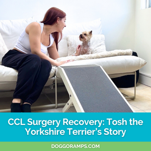 CCL Surgery Recover: Tosh the Yorkshire Terrier's Story