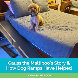Gauss the Maltipoo's Journey with Luxating Patella and Hip Dysplasia + How Dog Ramps Have Helped