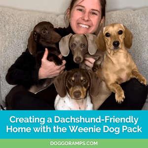 Dachshund Care: Creating a Dachshund-Friendly Home with the Weenie Dog Pack