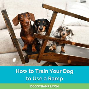 How to Train a Dog to Use a Ramp