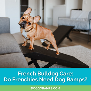 French Bulldog Care: Do French Bulldogs Need Dog Ramps?