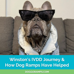 French Bulldog IVDD Prevention - Can Dog Ramps Help?