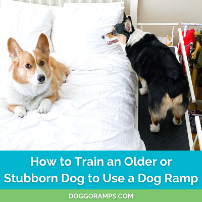 https://doggoramps.com/cdn/shop/articles/How_to_Train_an_Older_or_Stubborn_Dog_to_Use_a_Dog_Ramp_-_DoggoRamps_2048x.png?v=1649610528