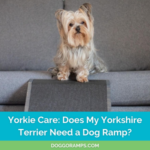 Yorkie Care: Does My Yorkshire Terrier Need a Dog Ramp?