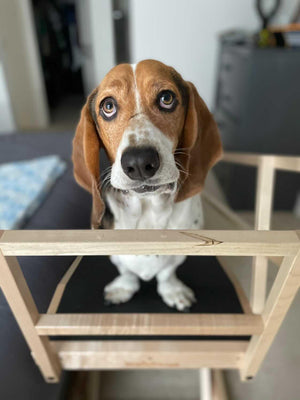 How Our Ramp Helped Rutherford the Basset Hound After IVDD Surgery