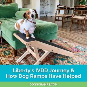 Preventing IVDD in Dachshunds - Can Dog Ramps Help?