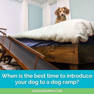 Puppy Care: When is the best time to introduce your dog to a dog ramp?