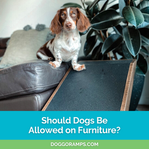 Should Dogs Be Allowed on Furniture? 5 Benefits and Tips