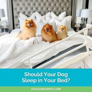 Should Your Dog Sleep in Your Bed? 4 Benefits and Tips