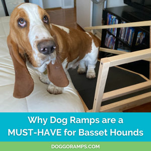Taking Care of Your Basset Hound: Why Dog Ramps are a MUST-HAVE