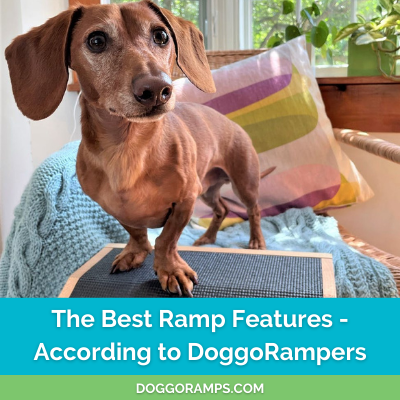 Best on sale dog ramp