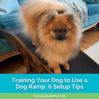 Training Your Dog to Use a Dog Ramp: 6 Essential Setup Tips