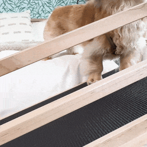 Important Considerations in a Dog Ramp for Your IVDD Dog