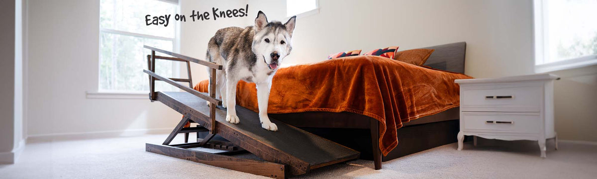 Large dog ramp for beds, being used by a senior dog Husky to get on the bed
