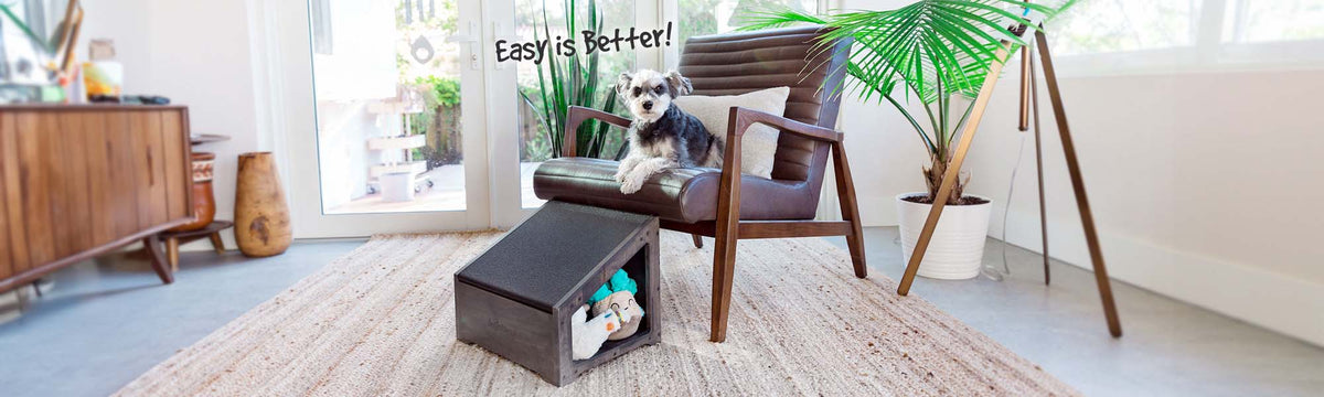 Step Ramp Combo for Space Saving, being Used by a Mini Schnauzer