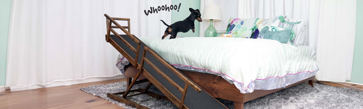 Small Dog Ramp for Bed, Being Used by a Dachshund to Get on the Bed