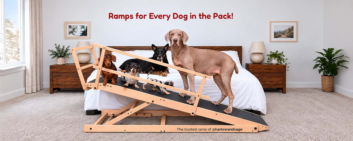 DoggoRamps dog ramps for small to large dogs bed and couch