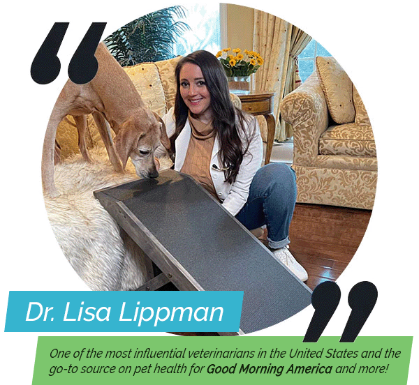 Vet recommended best dog ramp for dog safety and health