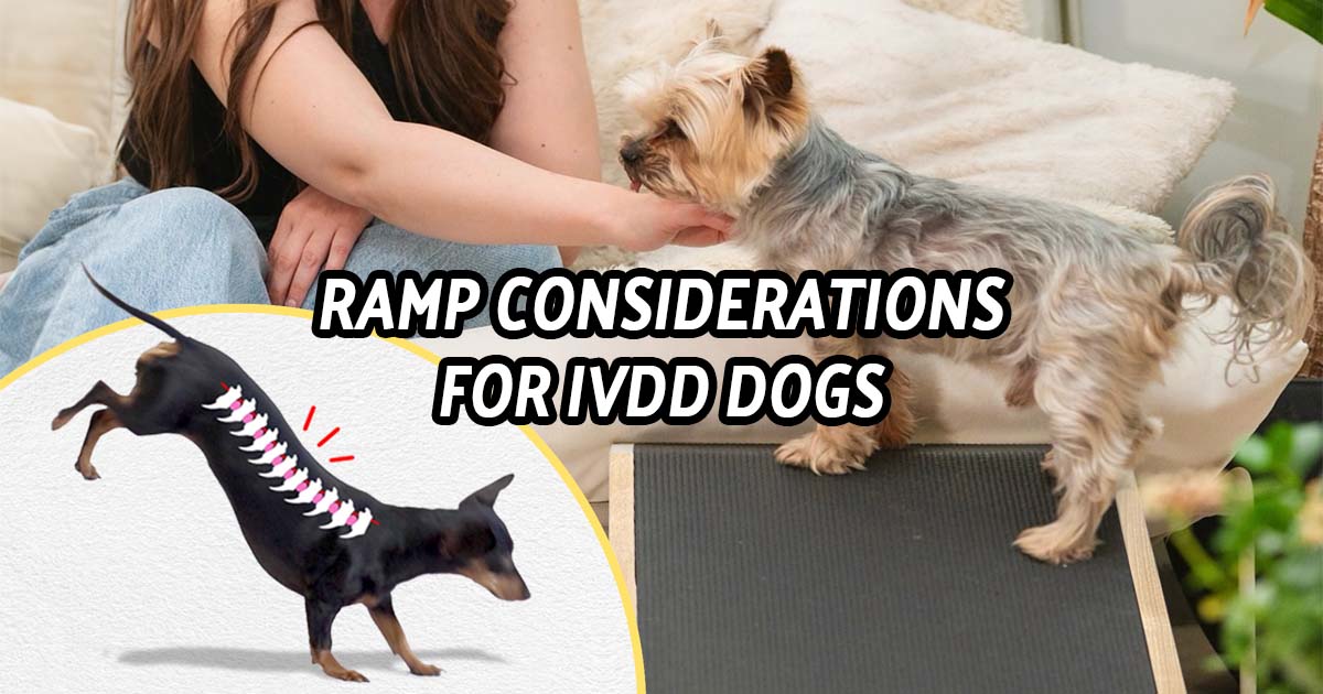 Why ramps and steps matter for dogs with IVDD